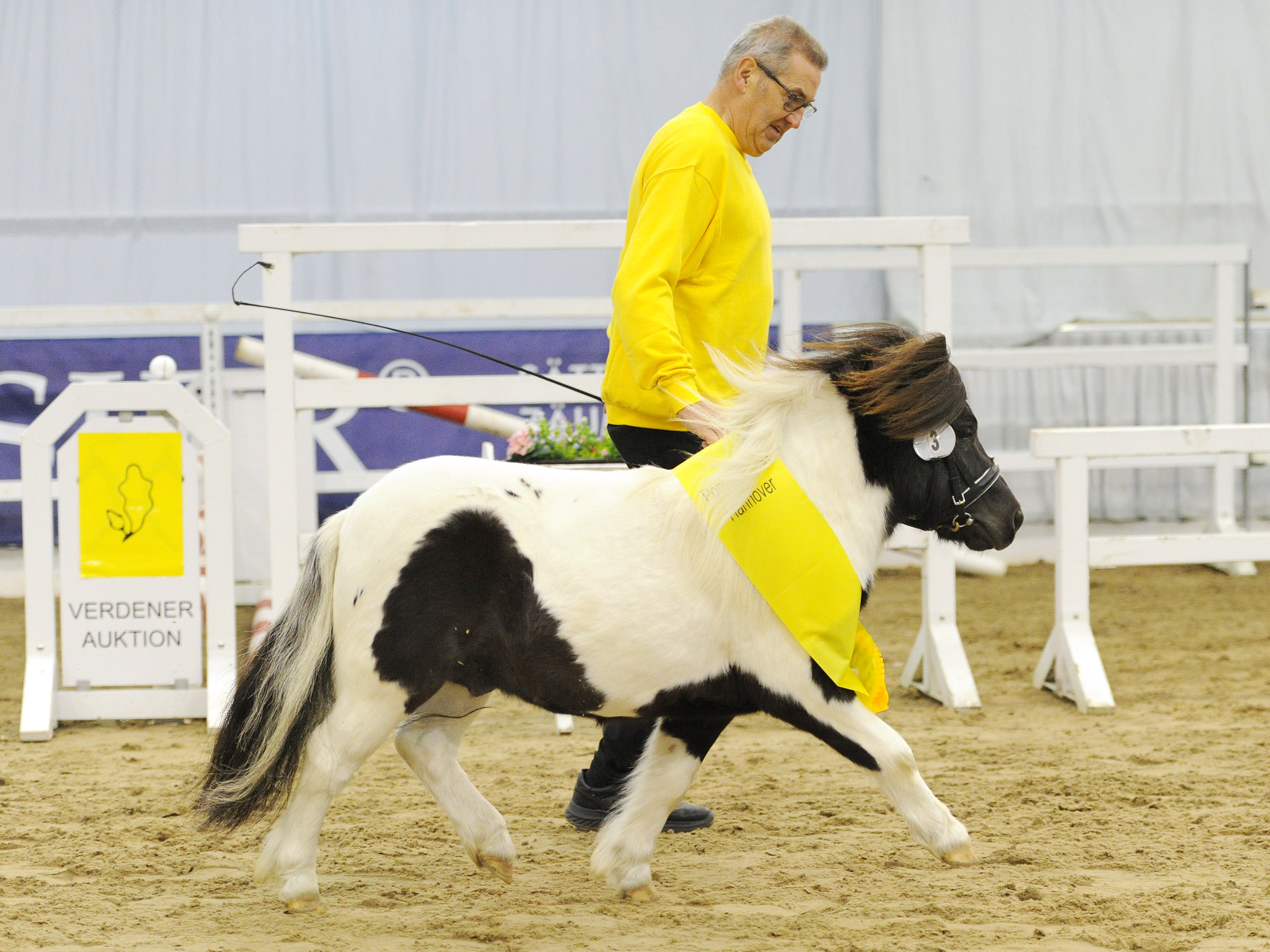 Siegerhengst Shetland <87 cm Siegerhengst u 87cm