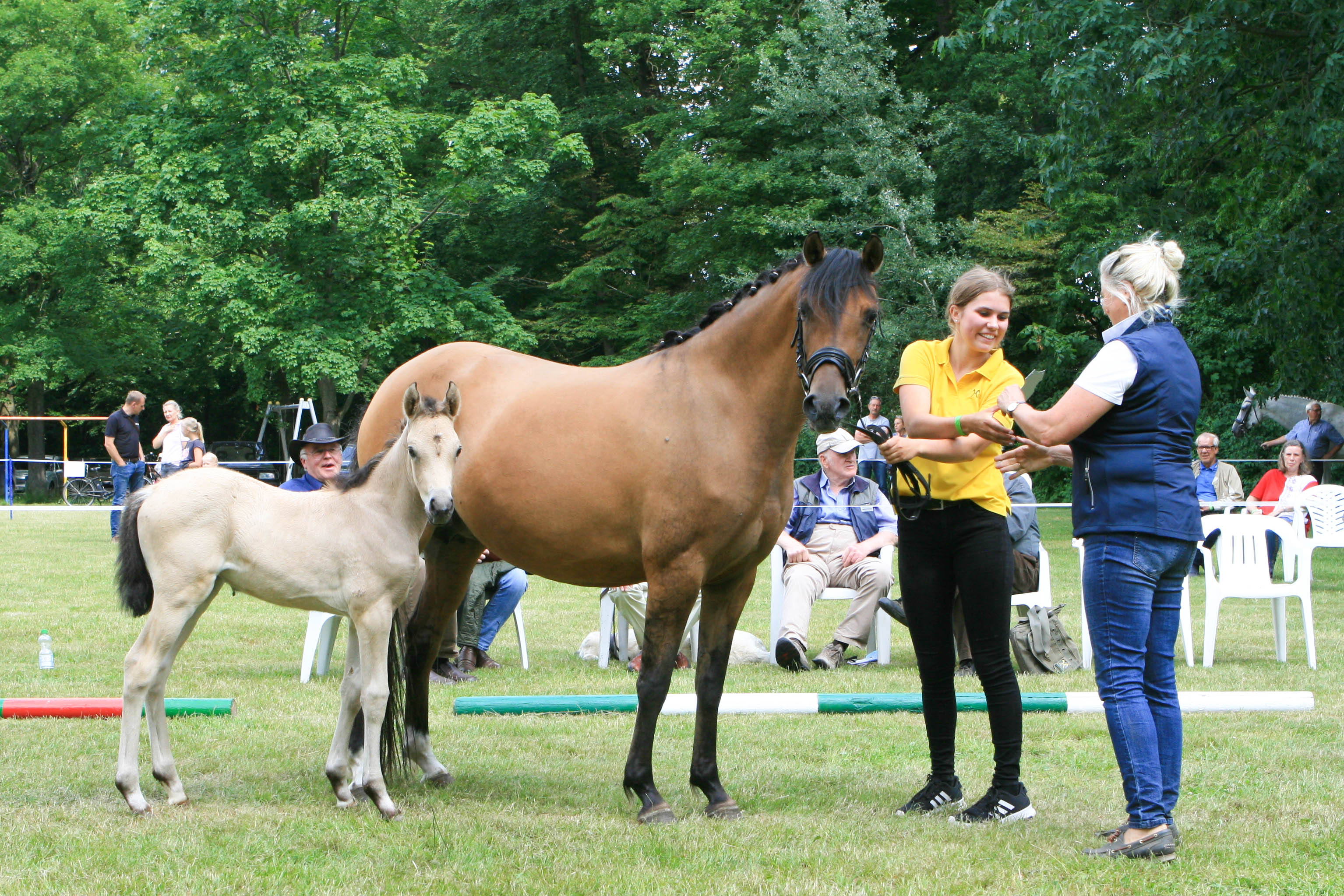 Pony Registrierung 1413