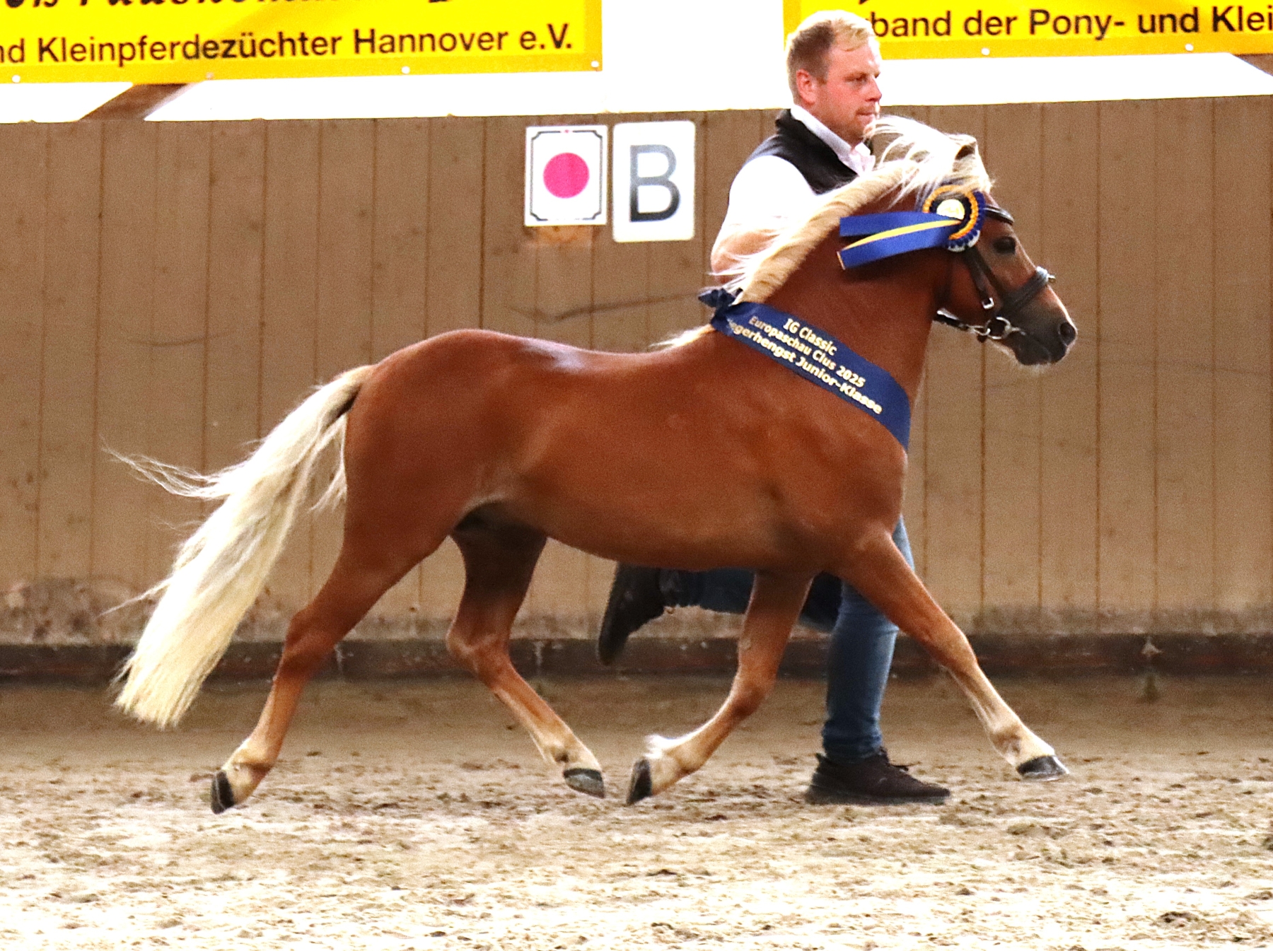 klIMG 8169 Siegerhengst Junior Kuno v.W. Nr.2 Foto S. Grober