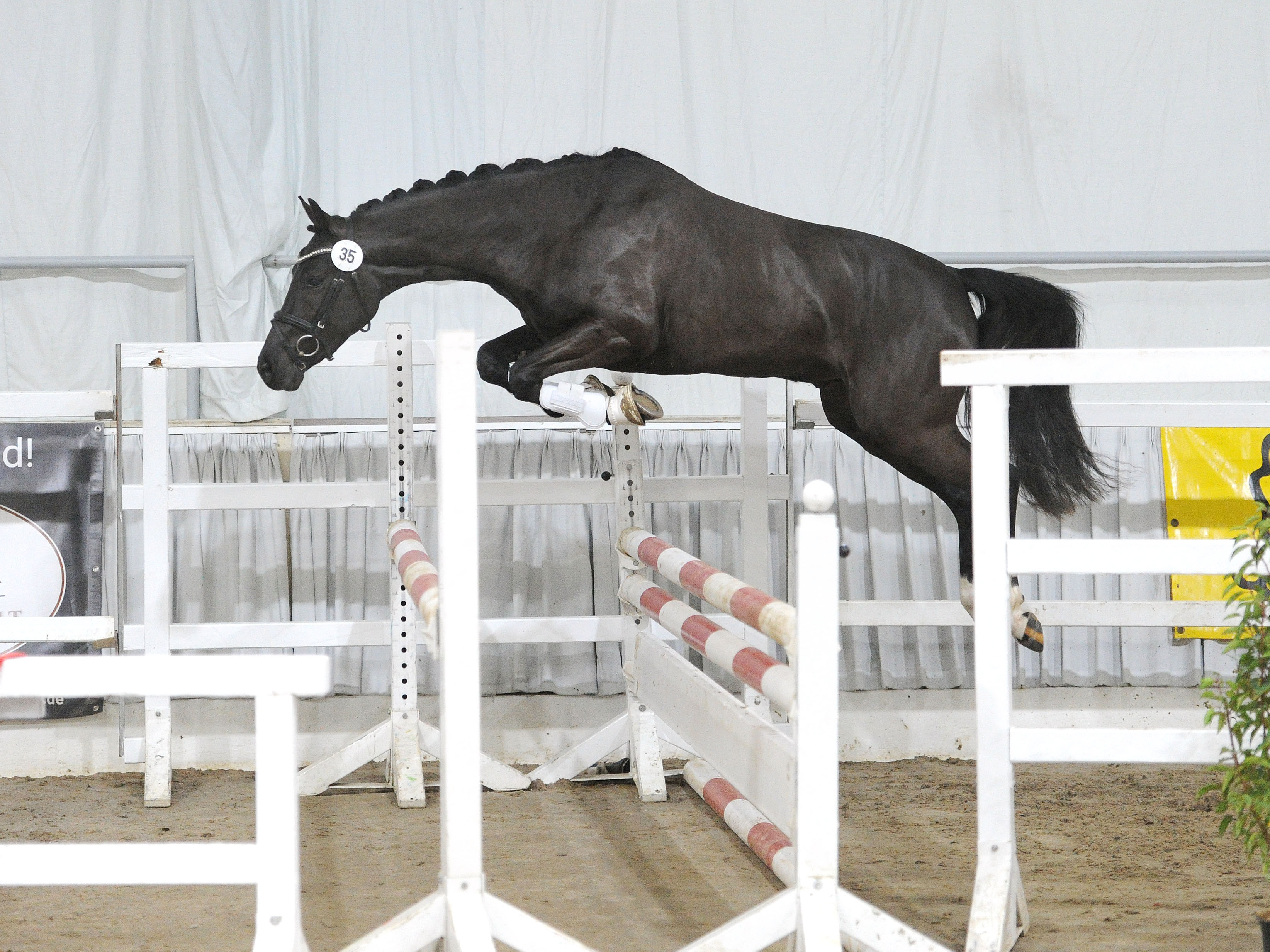 Der mit dem Wolf tanzt v. Don Deluxe RBSambesi2