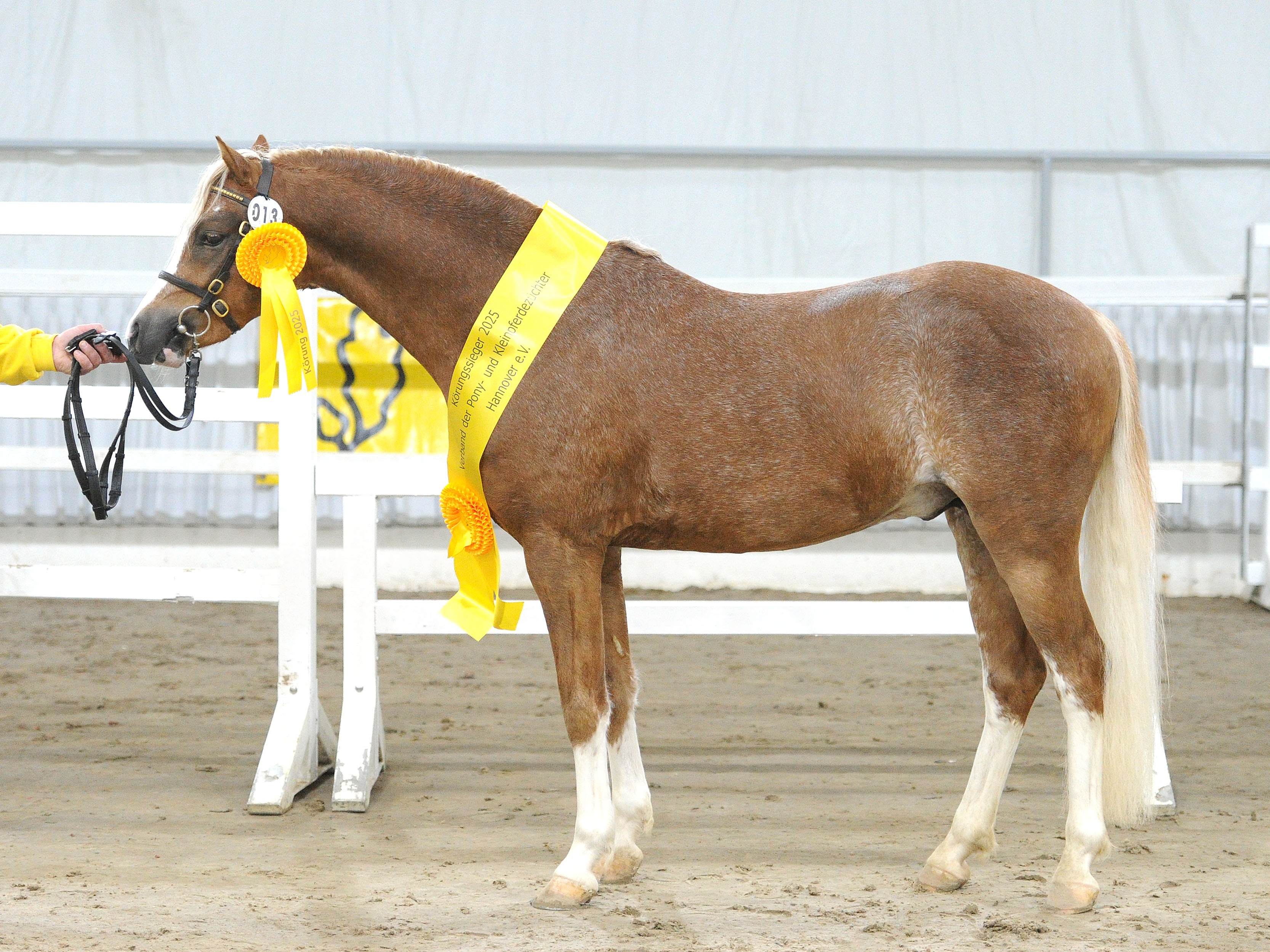 ZeroR vom Renneberg v. Nilantshoeves ZippoDe Meenes Eron