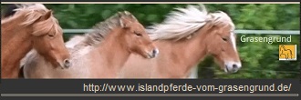 islandpferde-vom-grasengrund.jpg - 18,95 kB